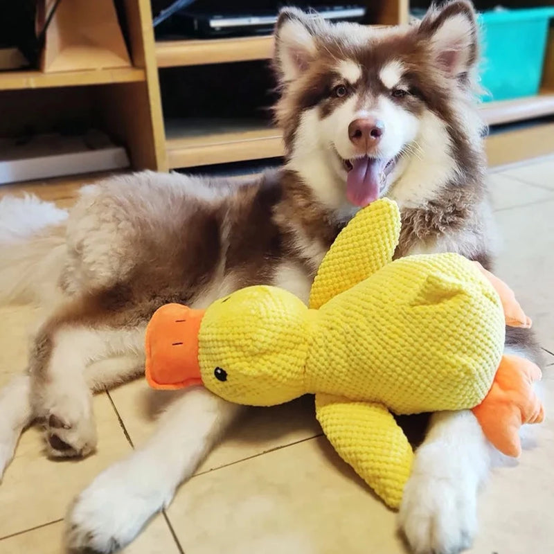 Calming Duck